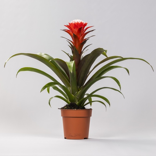 "Guzmania Hope - Ø12 ↕40 image"