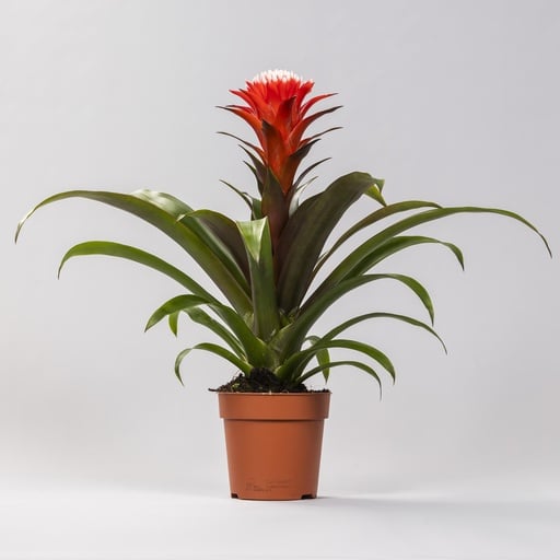 "Guzmanie (Guzmania lingulata) – pflegeleichte Zimmerpflanze image"