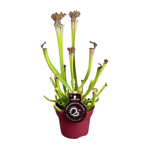 "Sarracenia Farnhamii - Ø12cm - ↕40cm image"