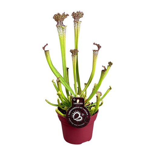 "Farnhams Schlauchpflanze (Sarracenia farnhamii) – pflegeleichte Zimmerpflanze, Topf-Ø 12 cm, Höhe ca. 40 cm image"