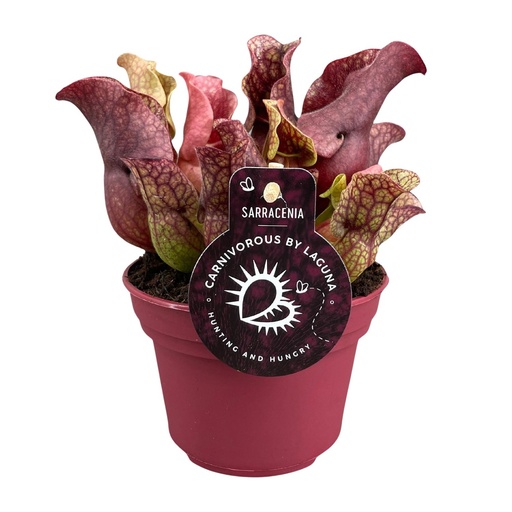 "Sarracenia - Ø12cm - ↕20cm image"