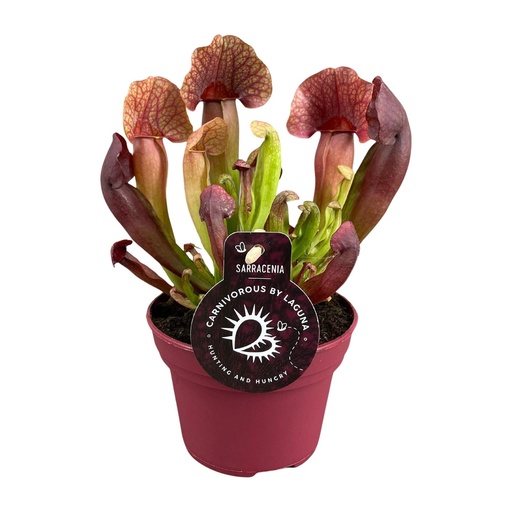 "Sarracenia Catesbaei - Ø12cm - ↕23cm image"