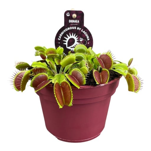 "Dionaea Muscipula - Ø12 ↕12 image"
