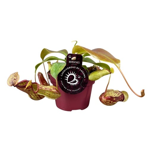 "Kannenpflanze Gaya (Nepenthes gaya) – pflegeleichte Zimmerpflanze image"
