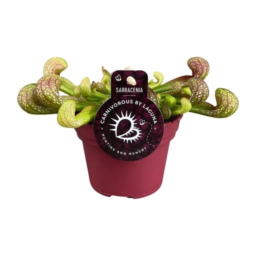 "Sarracenia Psittacina - Ø12cm - ↕13cm image"