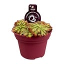 Drosera Aliciae - Ø12cm - ↕12cm