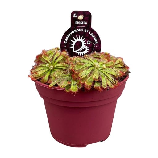 "Alicia-Sonnentau (Drosera aliciae) – pflegeleichte Zimmerpflanze, Topf-Ø 12 cm, Höhe ca. 12 cm image"
