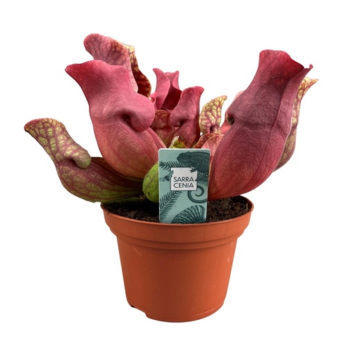 "Sarracenia Maroon - Ø12 ↕23 image"