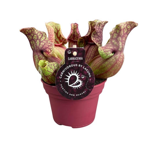 "Sarracenia Venosa - Ø12cm - ↕20cm image"