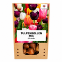 Tulpenzwiebeln Mix - 20 Stück - Winterhart - Maat 11/12