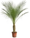 Phoenix Roebelenii auf Stiel - 170cm - 190cm