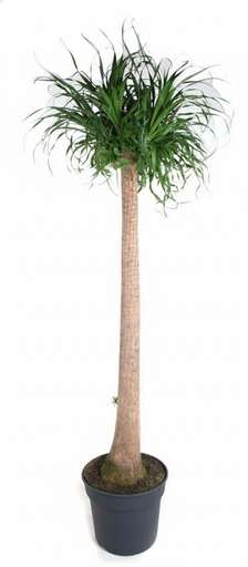 "Elefantenfuß (Beaucarnea recurvata) – pflegeleichte Zimmerpflanze, Höhe ca. 180 cm image"