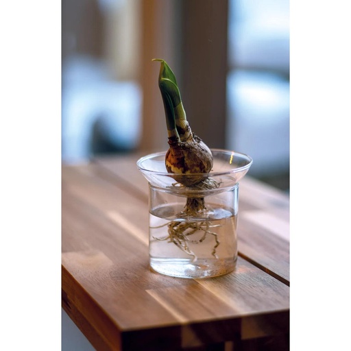 "Propagation vase S - Ø 9 cm ↕ 8 cm image"