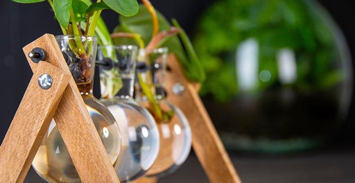 "Stecklingsständer - 3 Glasvasen - Hydroponik-Vase für Stecklinge - Holz - Kultivierungsstation image"