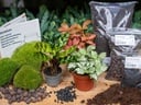 Pflanzen-Terrarium-Paket Calathea Lancifolia - Nachfüll- & Startpaket - DIY