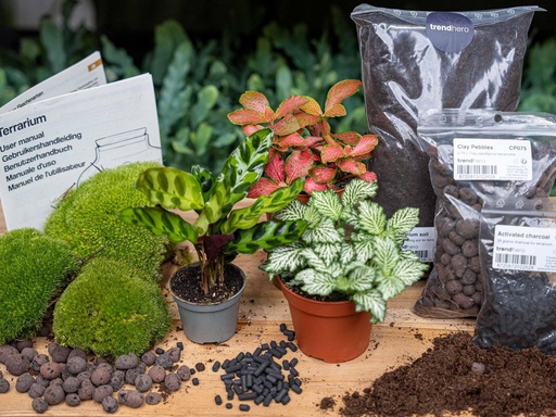 "Pflanzen-Terrarium-Paket Calathea Lancifolia - Nachfüll- & Startpaket - DIY image"