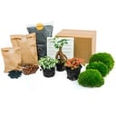 Pflanzen-Terrarium Nachfüll- & Startpaket - Ficus Ginseng Bonsai