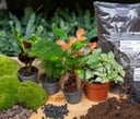 Pflanzen-Terrarium Nachfüll- & Startpaket - 5 Pflanzen