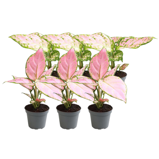 "6x Aglaonema Mix image"