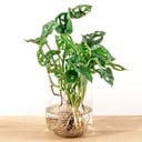 Monstera in Vase DIY-Paket - Hydrokultur