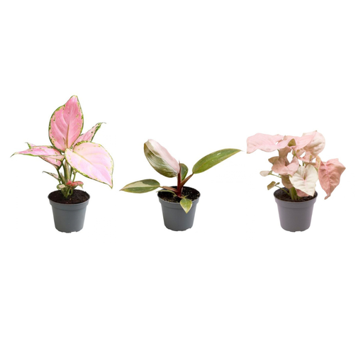 "Pink is the new green P6,5 image"