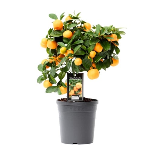 "Calamondin-Orangenbäumchen (Citrofortunella microcarpa) – Zimmerpflanze, Topf-Ø 15 cm, Höhe ca. 40 cm image"