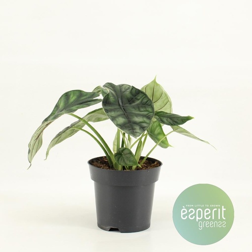 "Alocasia Drachenschuppe - Ø14cm - ↕25cm image"