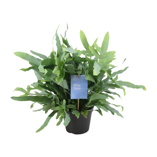 "Phlebodium Blue Fern - Ø14cm - ↕40cm image"