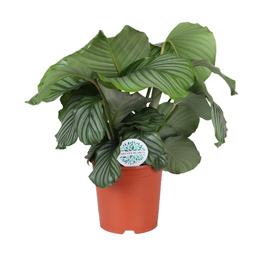 "Calathea Orbifolia - Ø21cm - ↕65cm image"
