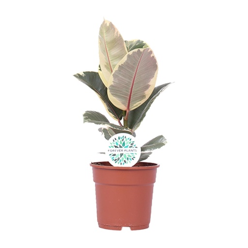 "Gummibaum (Ficus elastica) – pflegeleichte Zimmerpflanze, Topf-Ø 17 cm, Höhe ca. 50 cm image"
