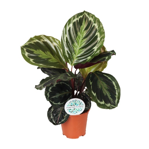 "Calathea Medallion - Ø14cm - ↕45cm image"