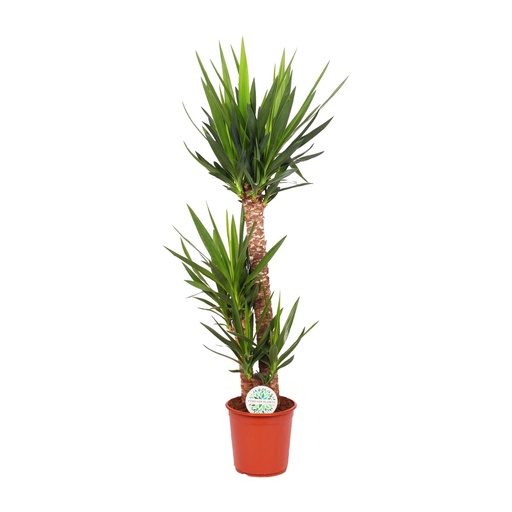 "Palmlilie (Yucca elephantipes) – pflegeleichte Zimmerpflanze, Topf-Ø 24 cm, Höhe ca. 125 cm image"
