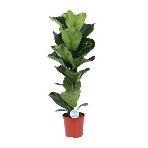 "Ficus Lyrata - Ø21cm - ↕90cm image"