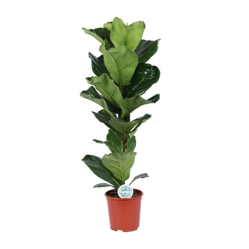 "Geigenfeige (Ficus lyrata) – pflegeleichte Zimmerpflanze, Topf-Ø 21 cm, Höhe ca. 90 cm image"