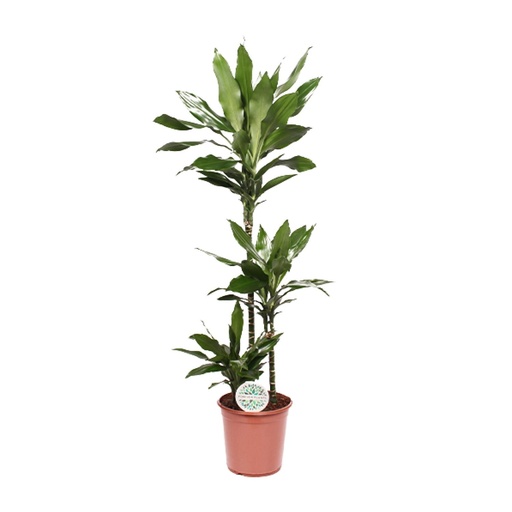 "Drachenbaum 'Janet Lind' (Dracaena) – pflegeleichte Zimmerpflanze, Topf-Ø 24 cm, Höhe ca. 130 cm image"