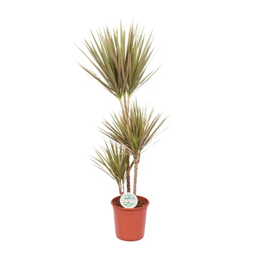 "Zweifarbiger Drachenbaum (Dracaena bicolor) – pflegeleichte Zimmerpflanze, Topf-Ø 24 cm, Höhe ca. 115 cm image"