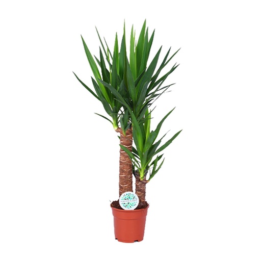 "Palmlilie (Yucca elephantipes) – pflegeleichte Zimmerpflanze, Topf-Ø 17 cm, Höhe ca. 80 cm image"