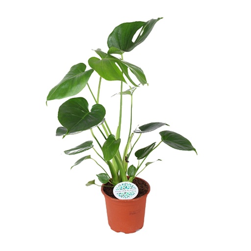 "Monstera Deliciosa - Ø14cm - ↕45cm image"