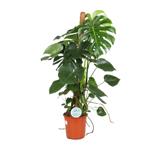 "Monstera Deliciosa - Ø24cm - ↕105cm image"