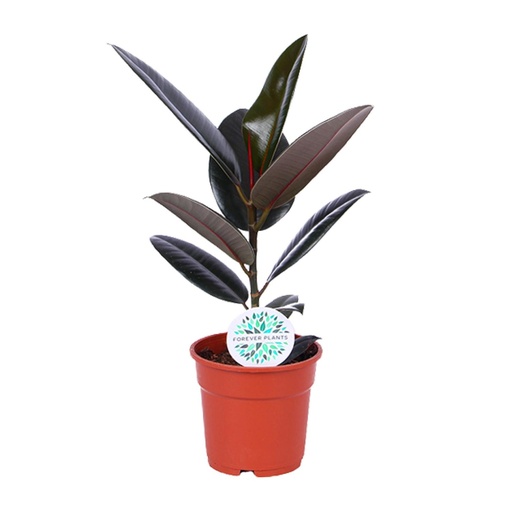 "Ficus Elastica Abidjan - Ø17cm - ↕55cm image"