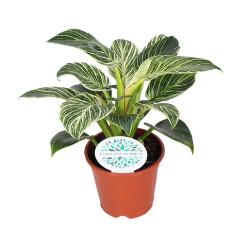 "Philodendron Birkin - Ø14cm - ↕25cm image"