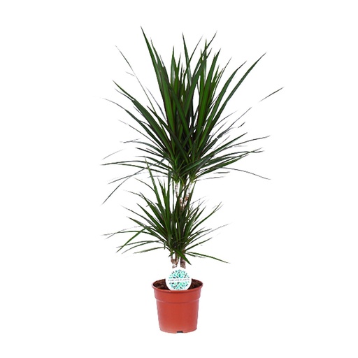 "Dracaena Marginata - Ø17cm - ↕75cm image"