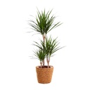 Dracaena Marginata - Ø21cm - ↕95cm + Seegraskorb