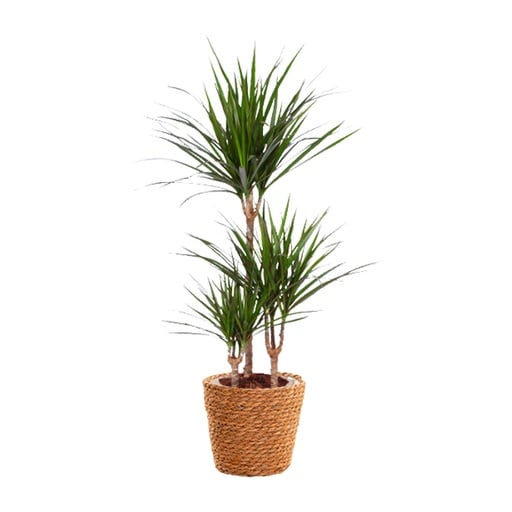 "Dracaena Marginata - Topf-Ø 21 cm - Höhe ca. 95 cm + Seegraskorb image"