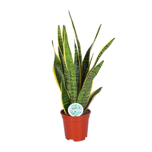 "Sansevieria Trifasciata Laurentii - Ø17cm - ↕60cm image"