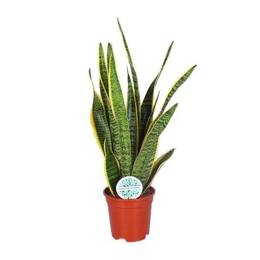 "Bogenhanf (Sansevieria trifasciata) – pflegeleichte Zimmerpflanze, Topf-Ø 17 cm, Höhe ca. 60 cm image"