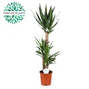 Yucca - Ø24cm - ↕125cm