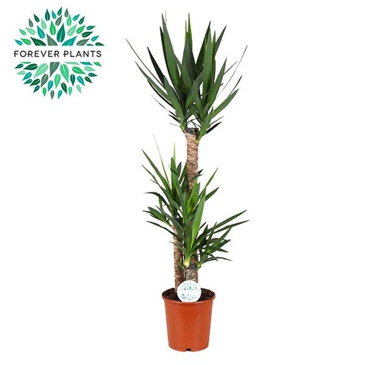 "Yucca - Ø24cm - ↕125cm image"