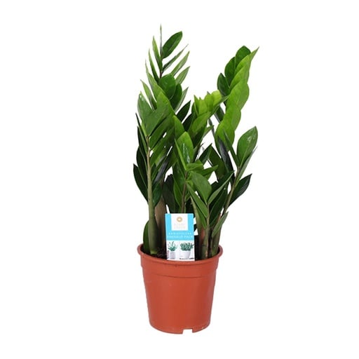 "Glücksfeder (Zamioculcas zamiifolia) – pflegeleichte Zimmerpflanze, Topf-Ø 17 cm, Höhe ca. 60 cm image"
