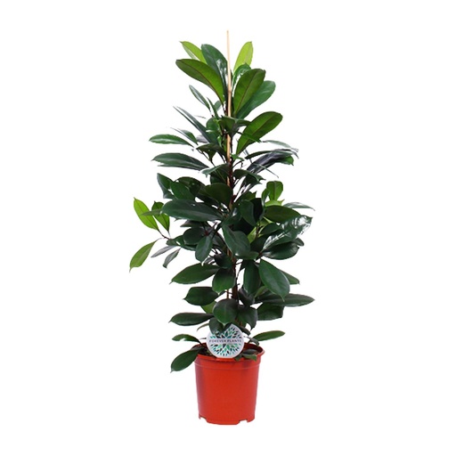 "Ficus Cyathistipula - Ø21cm - ↕105cm image"